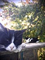 Anne JOLIVET - LES SENTIERS CREATIFS (PHOTOS EQUIVOX)