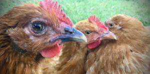 Anne JOLIVET - LES SENTIERS CREATIFS (PHOTOS EQUIVOX)